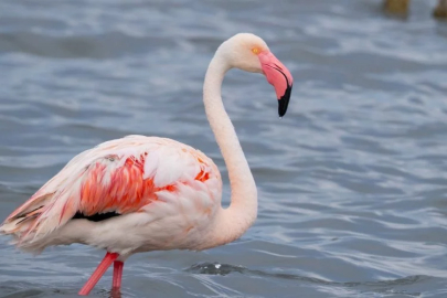 The charming guests of the Izmit Gulf