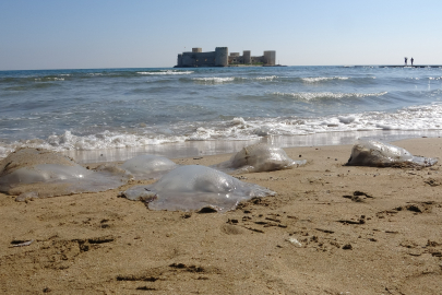 Медузы заполонили берега Средиземного моря