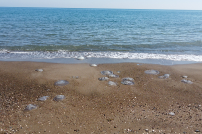 Mersin'de sahiller yeniden denizanası ile doldu