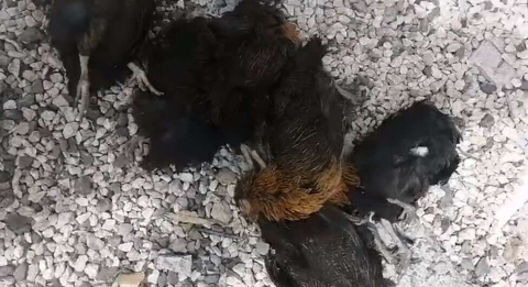 Elazığ’da hırsızlar kümesten 60 tavuk ve 2 kangal yavrusu çaldı, 11 tavuğu da telef etti