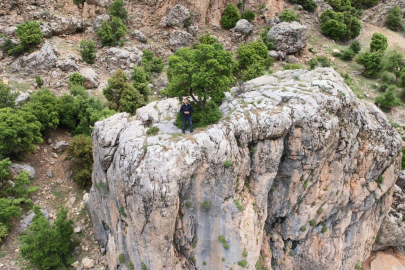 Kayanın üzerindeki ağaç görenlerin dikkatini çekiyor