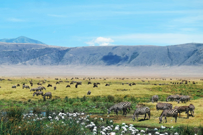 Ngorongoro Koruma Alanı: Doğanın ve Tarihin Eşsiz Buluşma Noktası