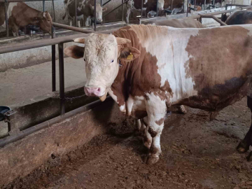 Bu kurbanlığın benzeri çok az, bin 850 kiloluk ‘Paşa’ yeni sahibini bekliyor