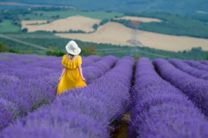 The 4th Lavender Festival in Tekirdağ begins on July 8th.
