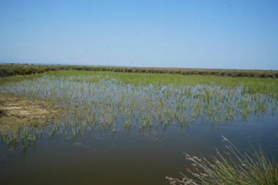 Drought threat in 'Kızılırmak Delta Bird Paradise': Risk of extinction