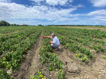 Bafra Ovası’nda ani sağanak kabusu: “Zararımız çok büyük"