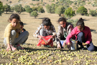 Ahlat ağaçlarında asırlardır süregelen geleneksel armut hasadı devam ediyor