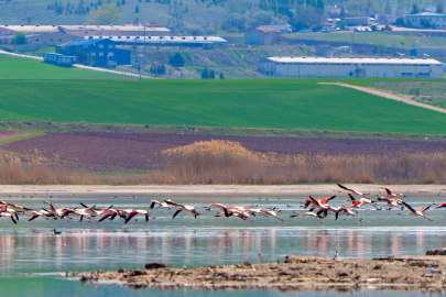 Gölbaşı flamingoları ağırlıyor