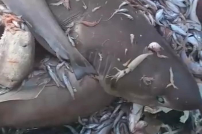 Mersin Açıklarında 8 Köpekbalığı Ağlara Takıldı