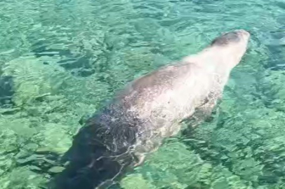 Muğla’nın Marmaris İlçesinde Çiftlik Koyu’nda Fok Balığı Görüntülendi