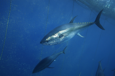Türkiye’nin Orkinos İhracatı 130 Milyon Dolara Ulaştı