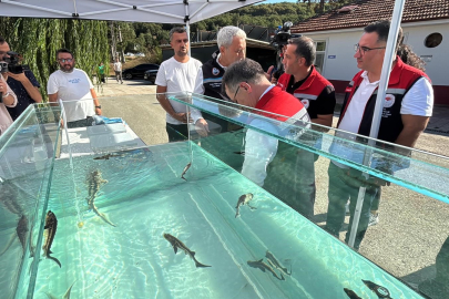 Türkiye’de Üretilen Siyah Havyar Dünya Pazarına Açılıyor