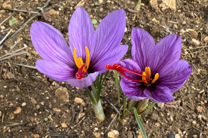 Safranbolu’da Safran Çiçek Açtı Turizm Sezonu Canlanıyor