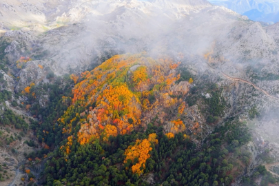 Denizli, Çameli’de Titrek Kavak Ormanları Görsel Şölen Sunuyor