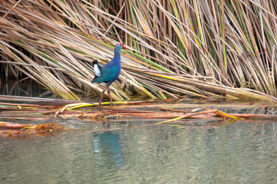 Göksu Deltası’nda Nesli Tehlikedeki Saz Horozu Görüntülendi