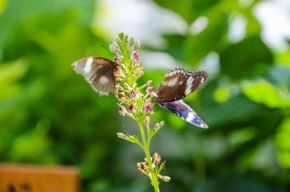 Konya Tropikal Kelebek Bahçesi, 2025’te 603 Bin Ziyaretçi Ağırladı