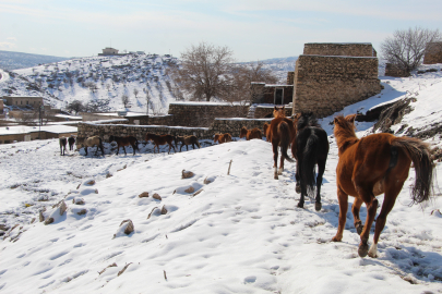 Yılkı atları doğada büyüleyici kareler sunuyor