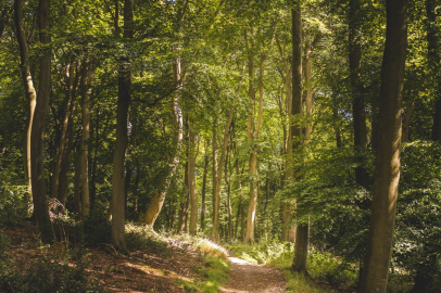 İzmir’de 20 Milyon Metrekare Orman Turizme Açıldı