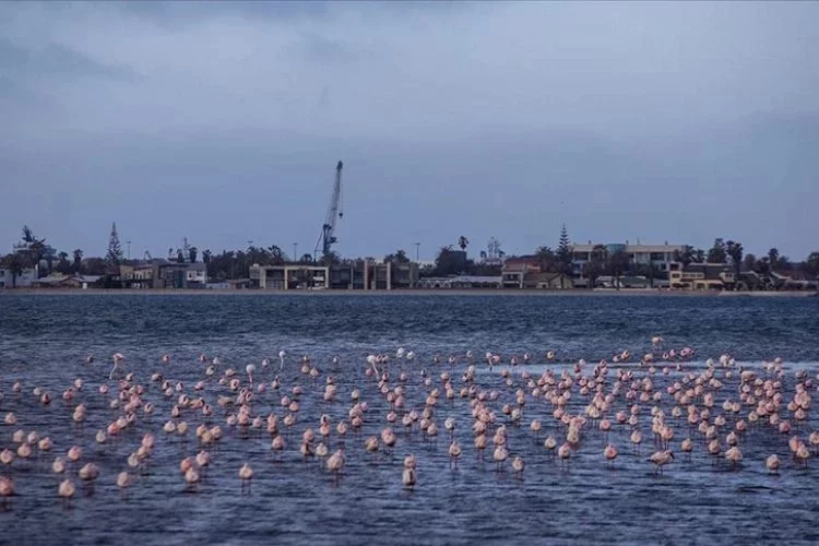 A flamingo paradise on the shores of Africa: Walvis Bay Lagoon