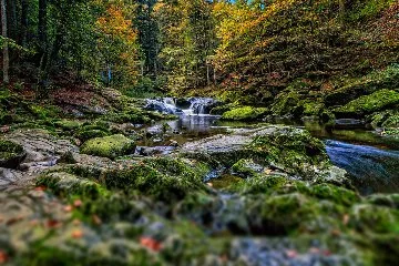 Bavyera Ormanı Milli Parkı: Doğanın Kalbinde Bir Cennet