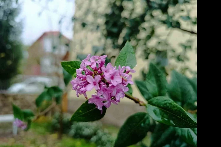 Tunceli’de iki mevsim aynı anda yaşanıyor: Bir yanı kara kış diğer yanında çiçek açıyor