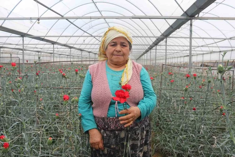 Sevgililerin çiçekleri İzmir’den: 14 Şubat öncesi hasat yoğunluğu