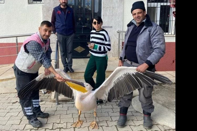 Yaralı halde bulunan pelikan koruma altına alındı