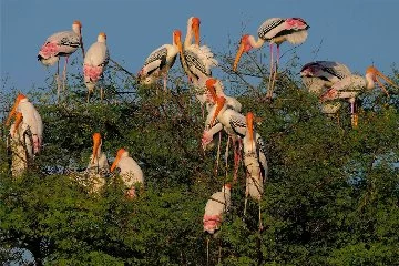 Hindistan'ın Doğa Harikası: Keoladeo Millî Parkı