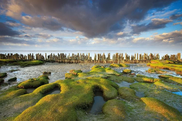 Hollanda'nın Eşsiz Hazinesi: Wadden Denizi Ulusal Parkı