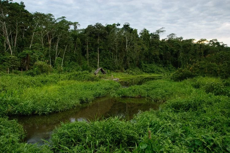 Manú Milli Parkı adeta bir biyoçeşitlilik hazinesi