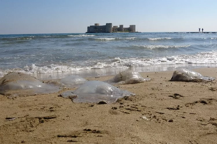 Медузы заполонили берега Средиземного моря