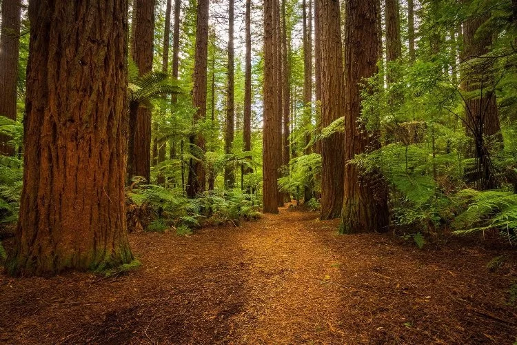 Ormanlar ve Köyler "Ekoturizm" İle Katkı Sağlayacak