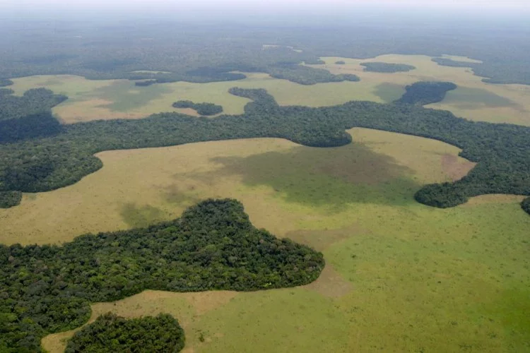 Salonga Ulusal Parkı: Kongo Ormanlarının Hazine Sandığı