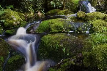 Yeni Zelanda'nın İncisi: Kahurangi Millî Parkı